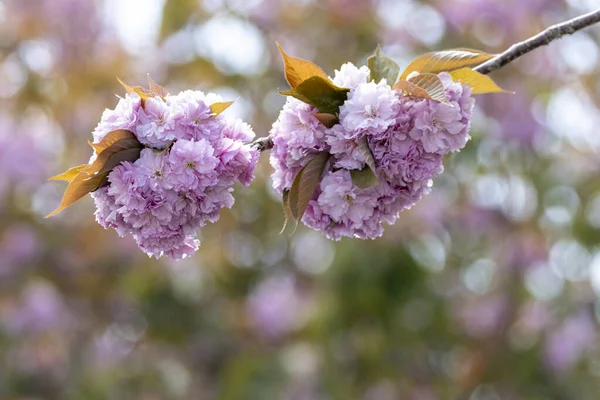 Άνθη Κερασιάς Την Άνοιξη — Φωτογραφία Αρχείου