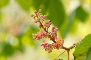 Baharda çiçek açan dekoratif kestane ağacı