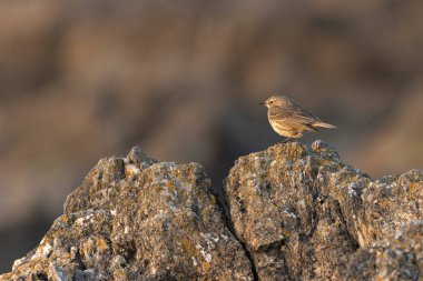 Avrupa Rock Pipit Anthus petrosus Brittany Sahili 'nde oturuyor ve besleniyor