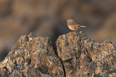 Avrupa Rock Pipit Anthus petrosus Brittany Sahili 'nde oturuyor ve besleniyor