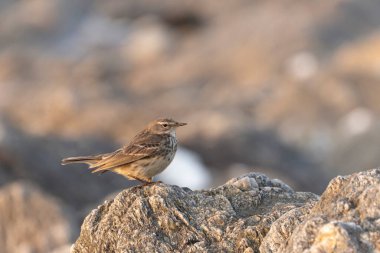 Avrupa Rock Pipit Anthus petrosus Brittany Sahili 'nde oturuyor ve besleniyor