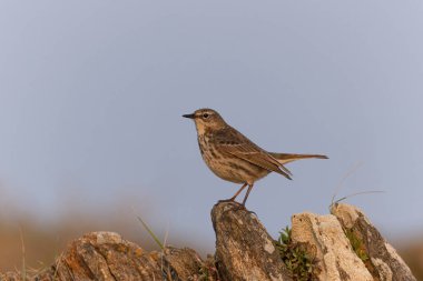 Avrupa Rock Pipit Anthus petrosus Brittany Sahili 'nde oturuyor ve besleniyor