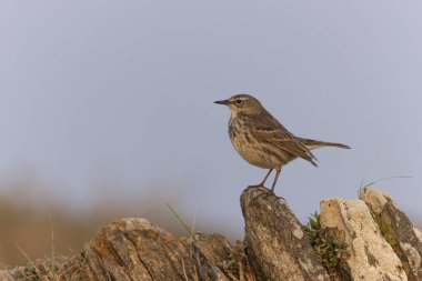 Avrupa Rock Pipit Anthus petrosus Brittany Sahili 'nde oturuyor ve besleniyor