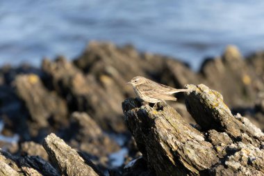 Avrupa Rock Pipit Anthus petrosus Brittany Sahili 'nde oturuyor ve besleniyor