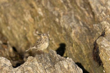 Avrupa Rock Pipit Anthus petrosus Brittany Sahili 'nde oturuyor ve besleniyor