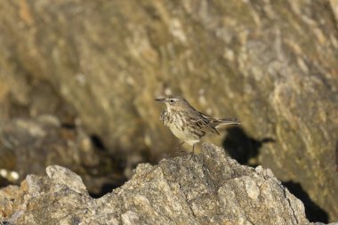 Avrupa Rock Pipit Anthus petrosus Brittany Sahili 'nde oturuyor ve besleniyor