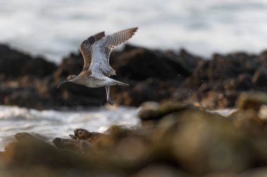 Avrasya Whimbrel Numenius phaeopus Britanya 'nın kayalık deniz kıyısında