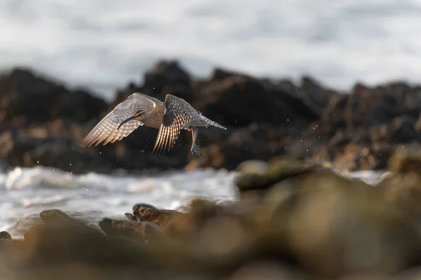 Eurasian Whimbrel Numenius Phaeopus Rocky Seashore Brittany — Foto de Stock