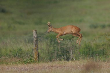 Avrupa Roe-Deer Capreolus Capreolus yakın planda