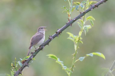 Bahçe bülbülü Sylvia Borin Baharda tünedi ve şarkı söyledi