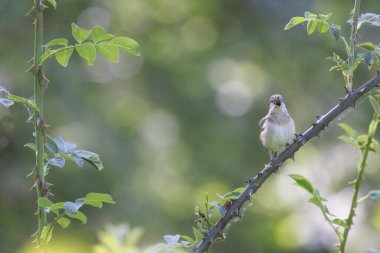 Bahçe bülbülü Sylvia Borin Baharda tünedi ve şarkı söyledi