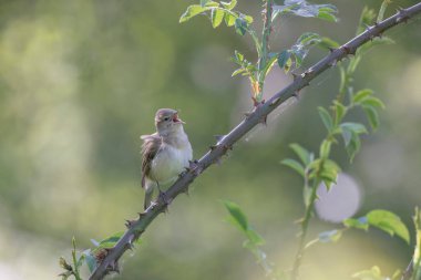 Bahçe bülbülü Sylvia Borin Baharda tünedi ve şarkı söyledi