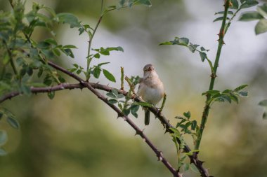 Bahçe bülbülü Sylvia Borin Baharda tünedi ve şarkı söyledi