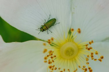 Mücevher böceği Anthaxia nitidula Bir Rosa kanina çiçeğine tünemiş