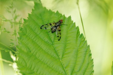 Ulidiidae Resim Kanatlı Sinek Otites domuz yaprağın üzerinde oturuyor