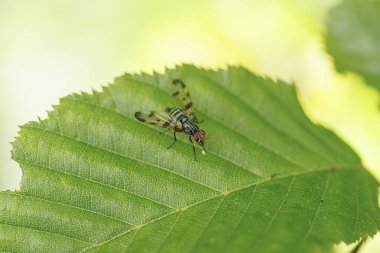 Ulidiidae Resim Kanatlı Sinek Otites domuz yaprağın üzerinde oturuyor