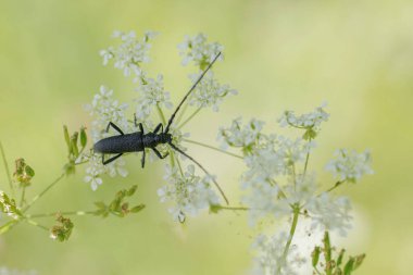 Uzun boynuz böceği Cerambycidae Cerambyx Scopolii bir çiçek üzerinde yiyecek arıyor.