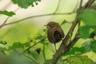 Avrasya çalıkuşu trogloditleri tünedi 