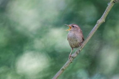 Avrasya çalıkuşu trogloditleri tünedi 