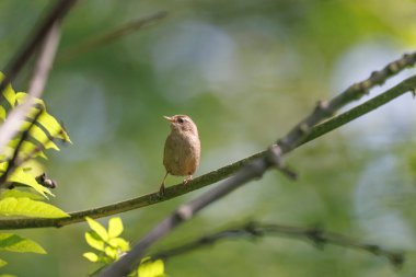 Avrasya çalıkuşu trogloditleri tünedi 