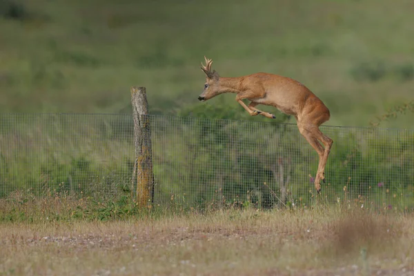 European Roe Deer Capreolus Capreolus Close — Stock Photo, Image