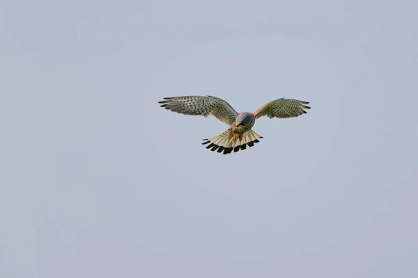 Kestrel Falco Tinnunculus Vuelo Busca Presas — Foto de Stock