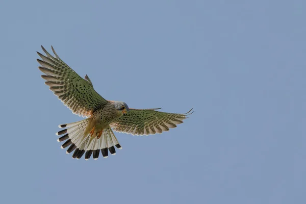 stock image Kestrel Falco tinnunculus in flight looking for prey