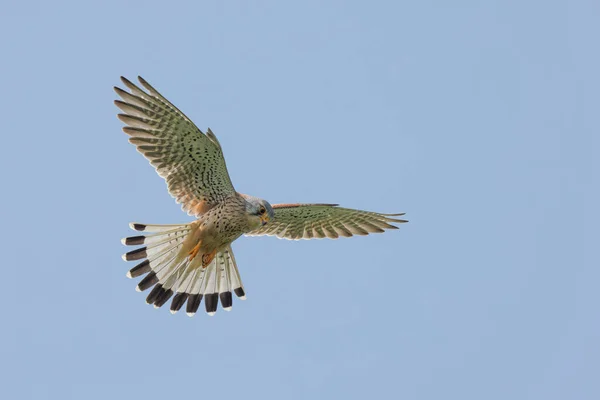 stock image Kestrel Falco tinnunculus in flight looking for prey