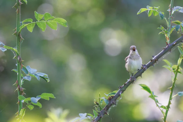 Gartengrasmücke Sylvia Borin Hockt Und Singt Frühling — Stockfoto