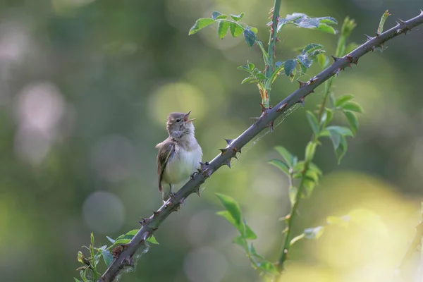 Garden Warbler Sylvia Borin Male Perched Singing Spring — Stock Photo, Image