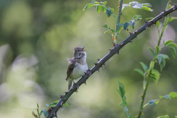 Garden Warbler Sylvia Borin Male Perched Singing Spring — Stock Photo, Image