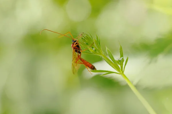Nahaufnahme Einer Auf Einer Pflanze Sitzenden Ichneumonidae Wespe — Stockfoto
