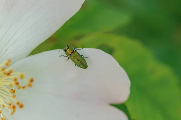 Jewel beetle Anthaxia nitidula perching on a Rosa canina flower