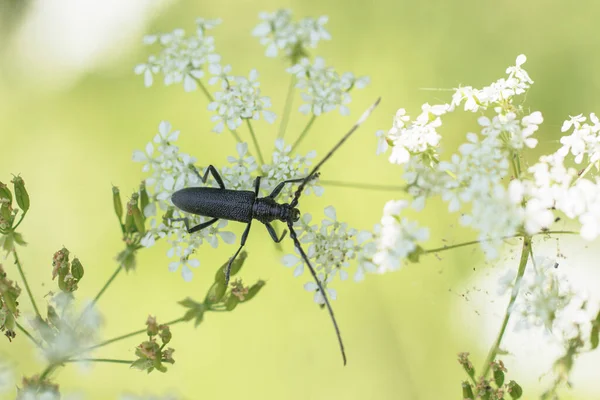 Longhorn Beetle Cerambycidae Cerambyx Scopolii Foraging Flower — Stock Photo, Image