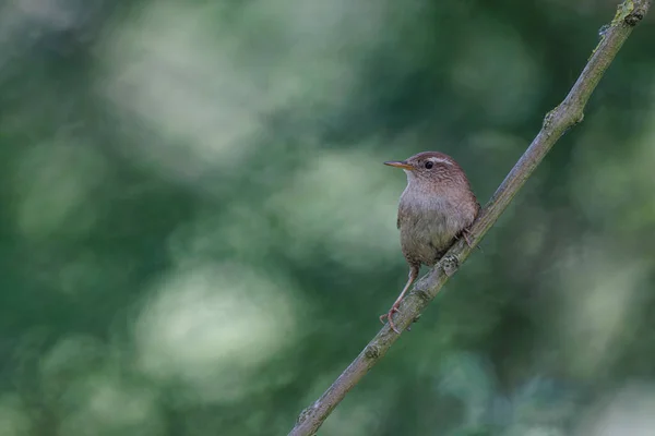 Zaunkönig Troglodytes Troglodytes Hockte — Stockfoto