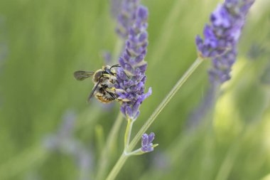 Avrupa yün kartlı arı Anthdium lavanta aromalı manikür.