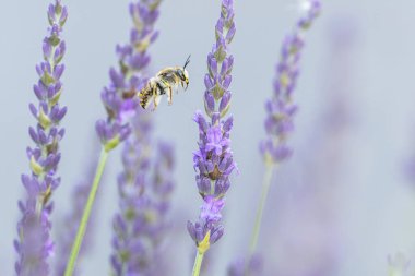 Avrupa yün kartlı arı Anthdium lavanta aromalı manikür.