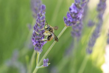 Avrupa yün kartlı arı Anthdium lavanta aromalı manikür.