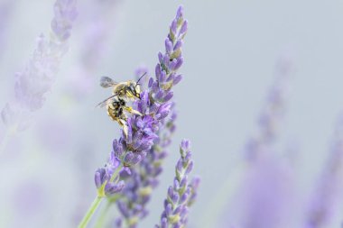 Avrupa yün kartlı arı Anthdium lavanta aromalı manikür.