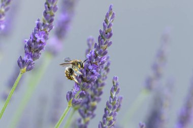 Avrupa yün kartlı arı Anthdium lavanta aromalı manikür.