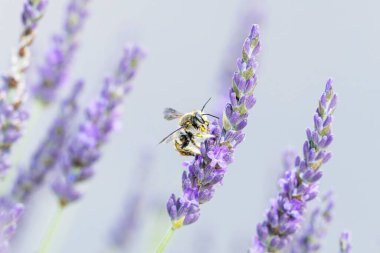Avrupa yün kartlı arı Anthdium lavanta aromalı manikür.