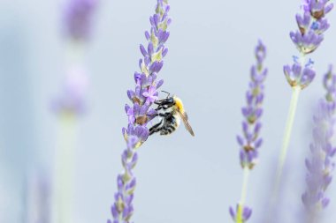 Avrupa yün kartlı arı Anthdium lavanta aromalı manikür.