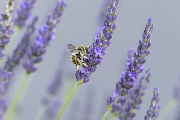 European Wool Carder Bee Anthdium Manicatum Foraging Lavender — Stock Photo, Image