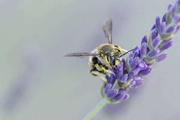 European Wool Carder Bee Anthdium Manicatum Foraging Lavender — Stock Photo, Image