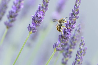 Avrupa yün kartlı arı Anthdium lavanta aromalı manikür.