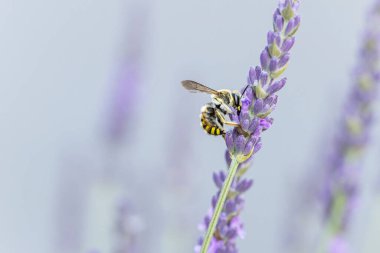 Avrupa yün kartlı arı Anthdium lavanta aromalı manikür.