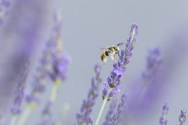 Avrupa yün kartlı arı Anthdium lavanta aromalı manikür.