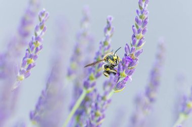 Avrupa yün kartlı arı Anthdium lavanta aromalı manikür.