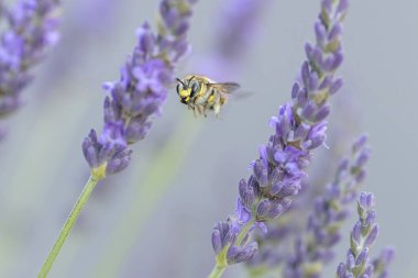 Avrupa yün kartlı arı Anthdium lavanta aromalı manikür.