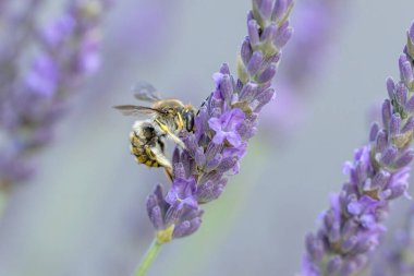 Avrupa yün kartlı arı Anthdium lavanta aromalı manikür.